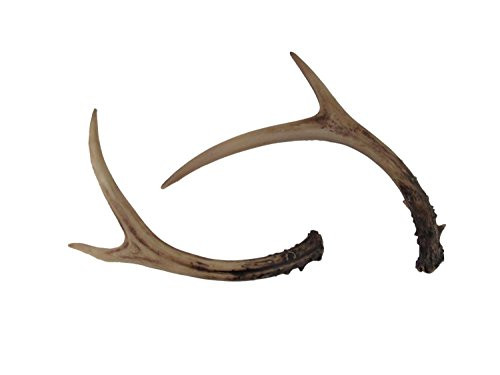 Whitetail Deer Antlers Set (2 Pack) Lifelike Faux Resin, Rustic Lodge Home Décor, Decorative Crafts, | Amazon (US)