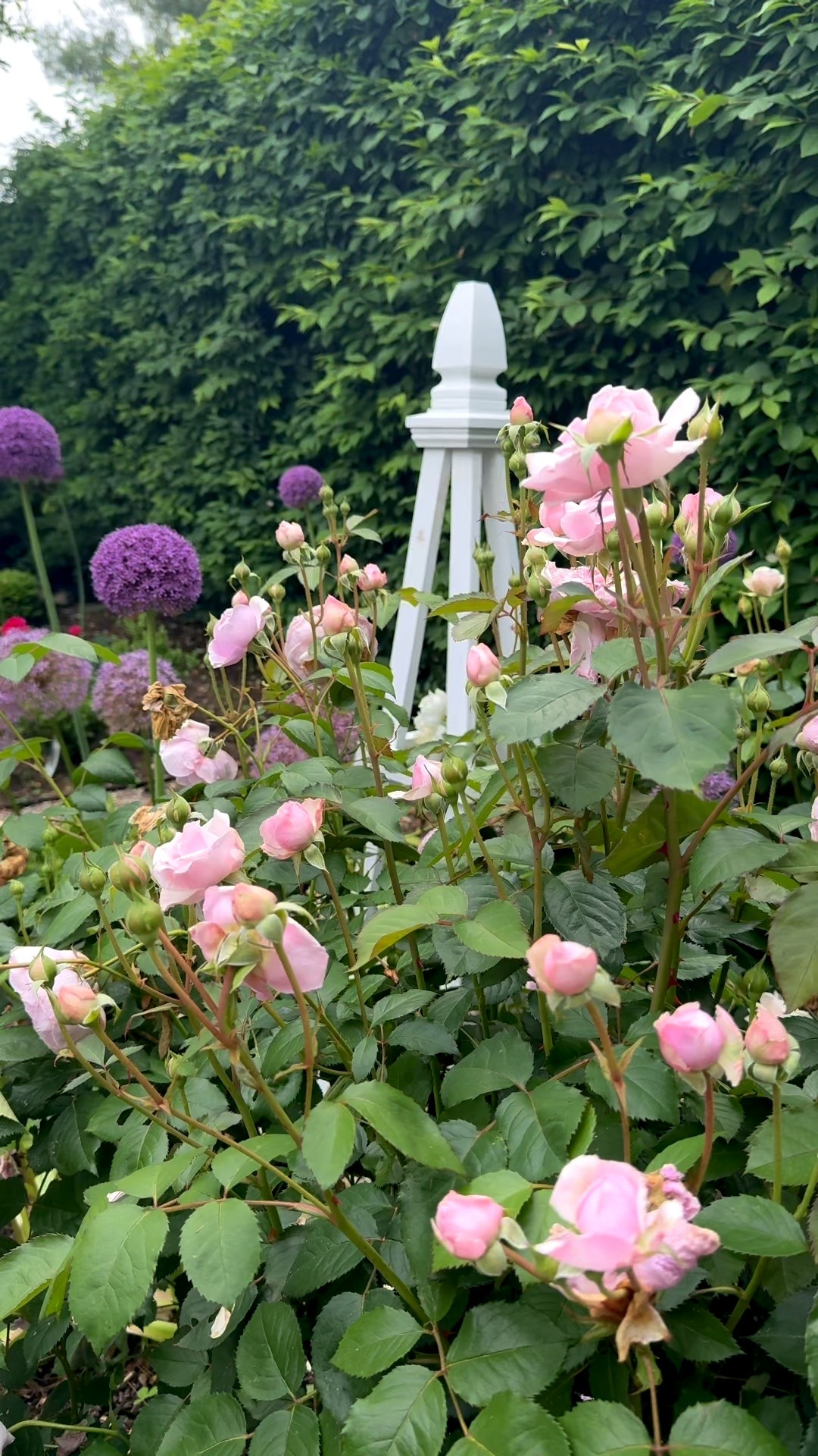 Roses don’t just grow… they climb, spill, and tell a story 🌿🌹
One of the easiest ways to elevate a cottage garden is with a simple obelisk or trellis. Not only do they support climbing and rambling roses, but they add instant height, structure, and that old-world English charm I love so much. These obleisks I DIY ‘ed but if that's not your thing I linked some for you 

I’ve linked my favorite garden obelisks + trellises here — timeless, sturdy, and perfect for roses, clematis, and even sweet peas.
✨ Linked in LTK


#LTKHome #LTKdayinmylife