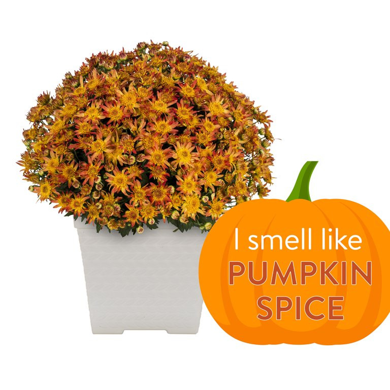 Better Homes & Gardens 1GL Pumpkin Spice Scented Orange Mum (1 Count) Live Plant with Decorative ... | Walmart (US)
