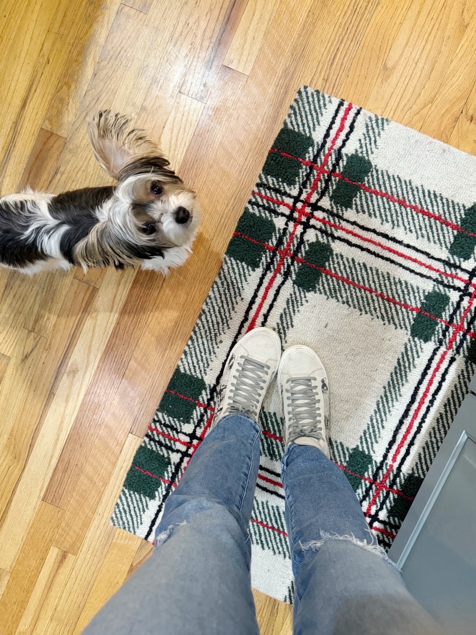 My cutie 🐶 I’m into straight leg jeans with high top sneakers 👟 I’ve had my P448 sneakers for years, they are worth it!

#LTKSeasonal #LTKshoecrush #LTKover40