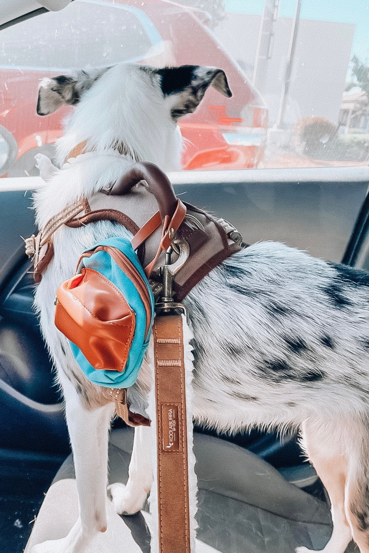 Favorite on the go supplies for Sherpa🥰

#LTKSeasonal #LTKtravel #LTKunder50