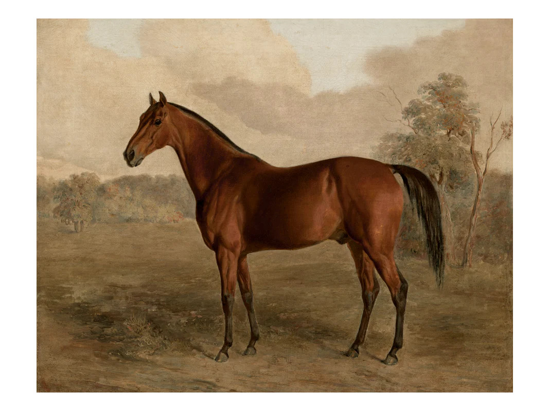 Thoroughbred | Heirloom Print Shop