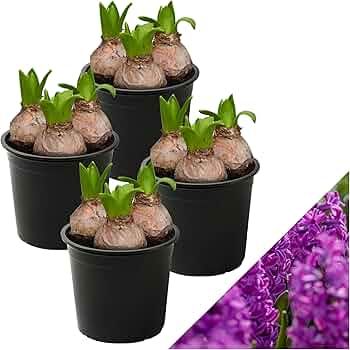 Live Flowering Hyacinth (4 Per Pack) - Purple, Beautiful Spring Bulbs, Blooms in 2-3 Weeks | Amazon (US)