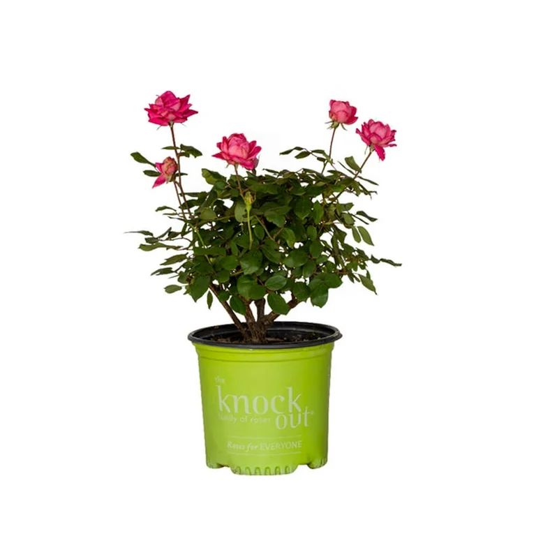 Pink Double Knock Out Rose Bush (1 Gallon) Flowering Semi-Evergreen Shrub with Bubble-Gum Pink Do... | Walmart (US)