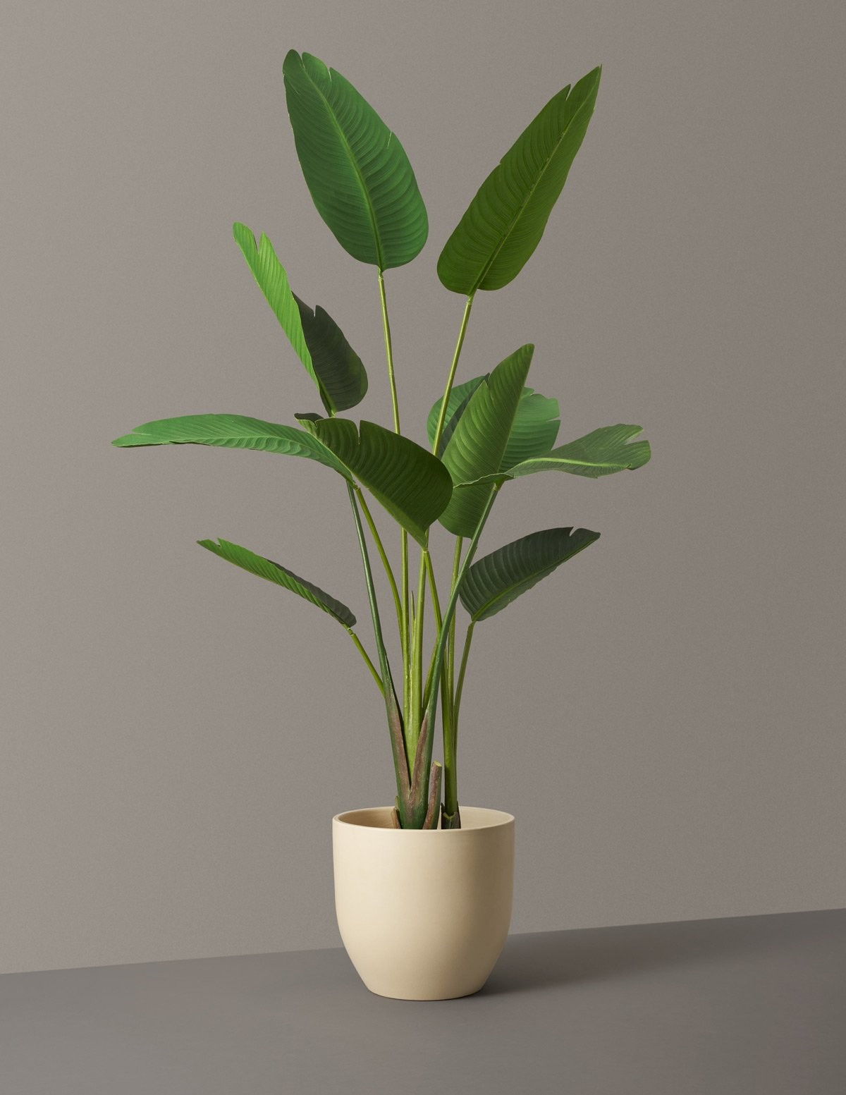 Faux Bird of Paradise | The Sill