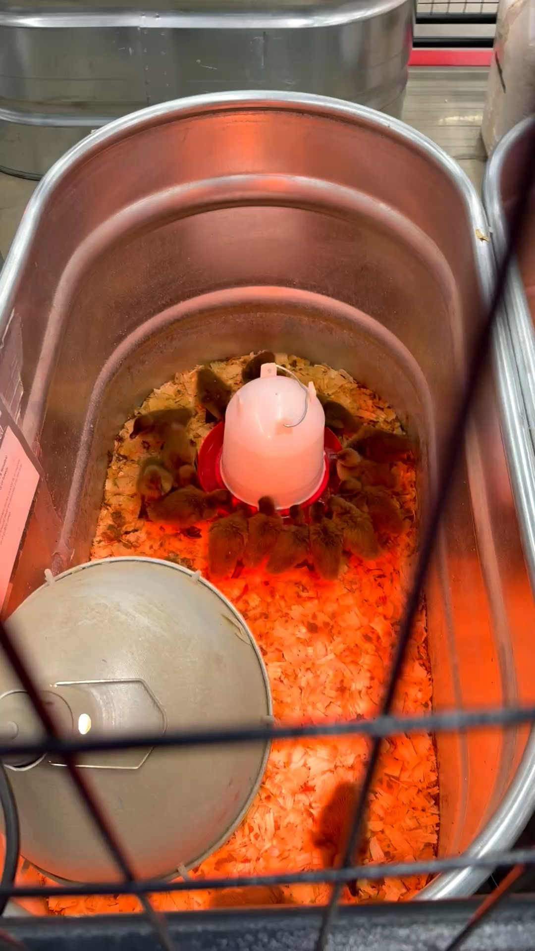 🐣🐣🐣✝️✝️✝️