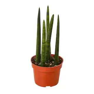 Snake Plant (Sansevieria cylindrica) Plant in 4 in. Grower Pot | The Home Depot