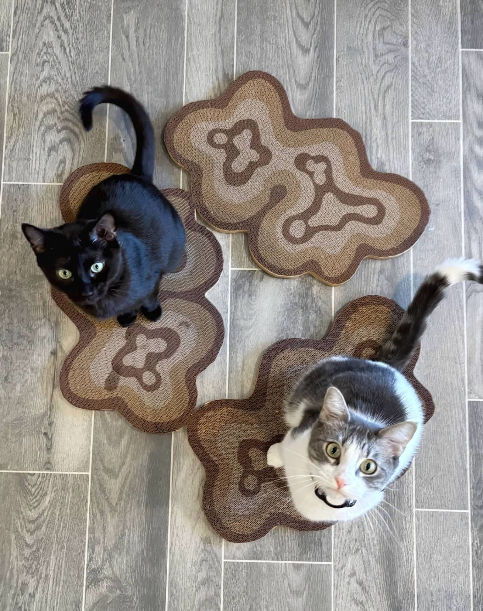 The boys are obsessed with their bloom scratchers 💕 Use code SAGE15 for 15% off! 

#LTKPets #LTKHome #LTKFindsUnder100