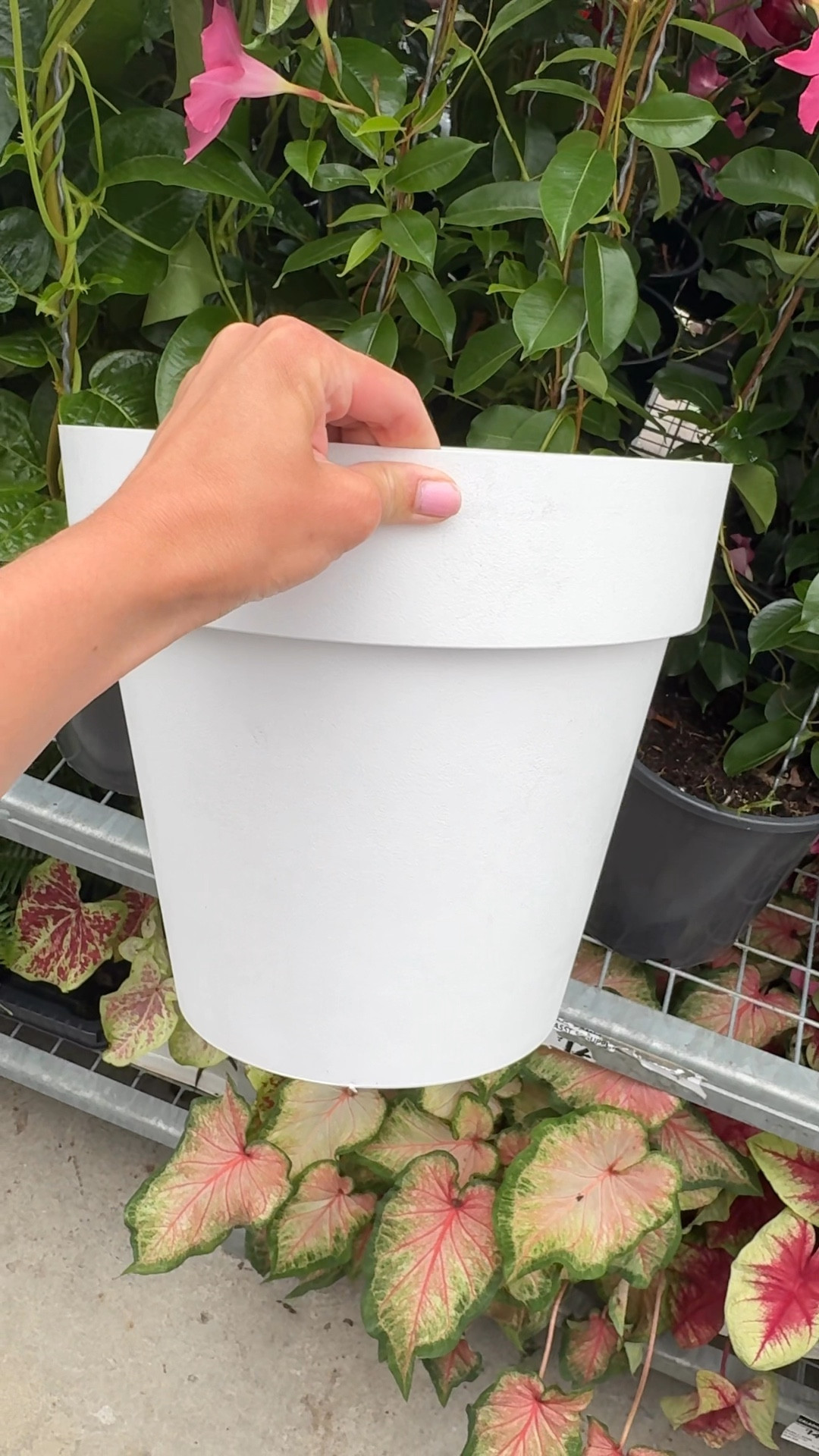 Linked some beautiful classic white pots 

#LTKsummer #LTKstyletip #LTKhome