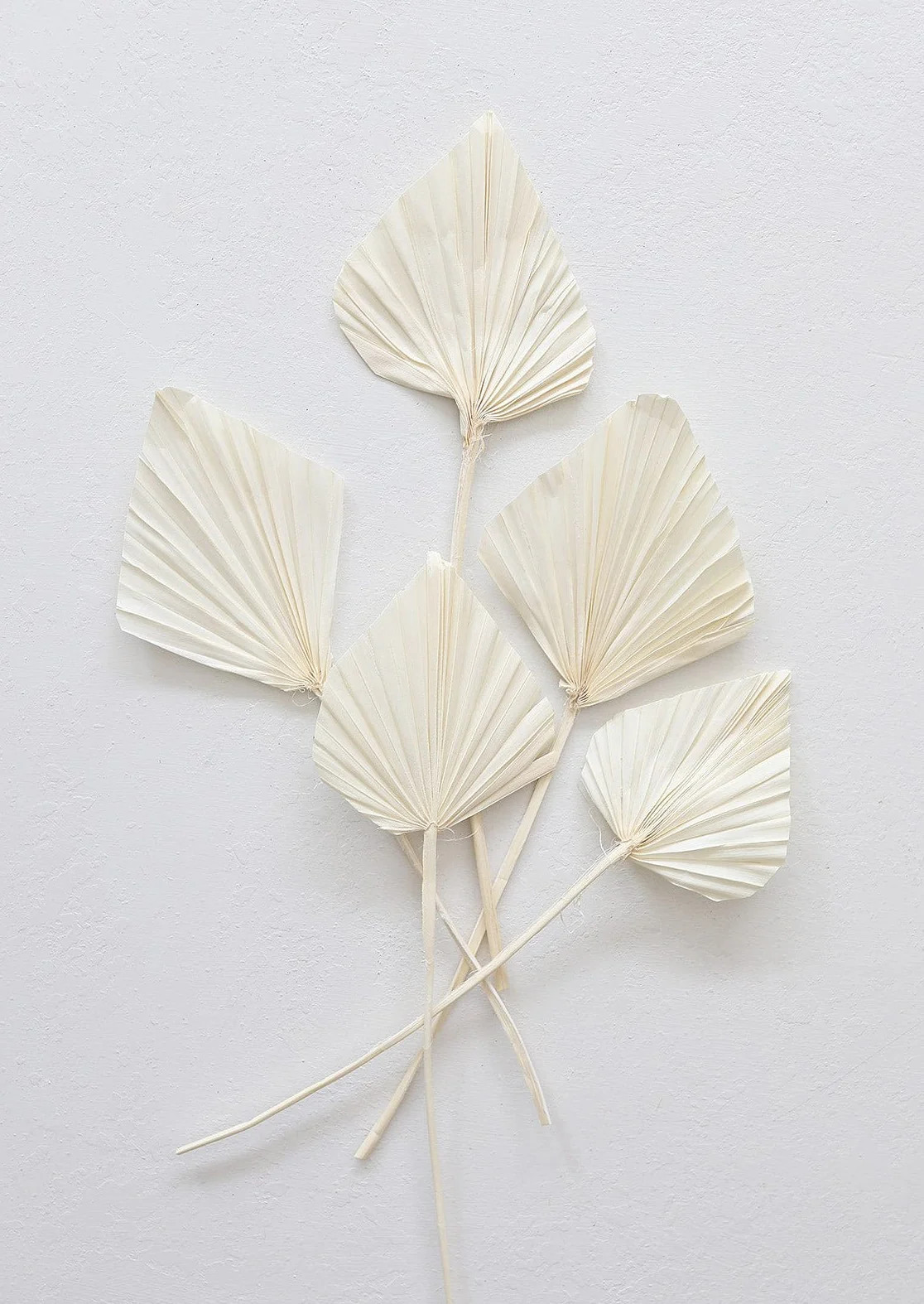 Cream Palm Spade | Preserved Palms | Afloral.com | Afloral