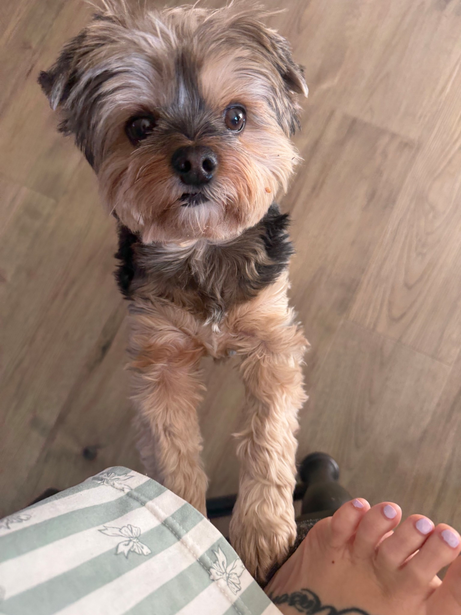 My sweet girl! She’s getting older now, she’s 9 😢 but here’s everything I swear by that works for her! #pet #dog #yorkie 

#LTKdayinmylife #LTKmomlife