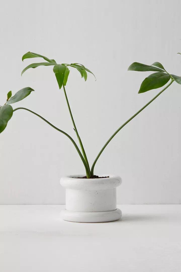 Layla Small 2-Piece Tube Planter | Urban Outfitters (US and RoW)