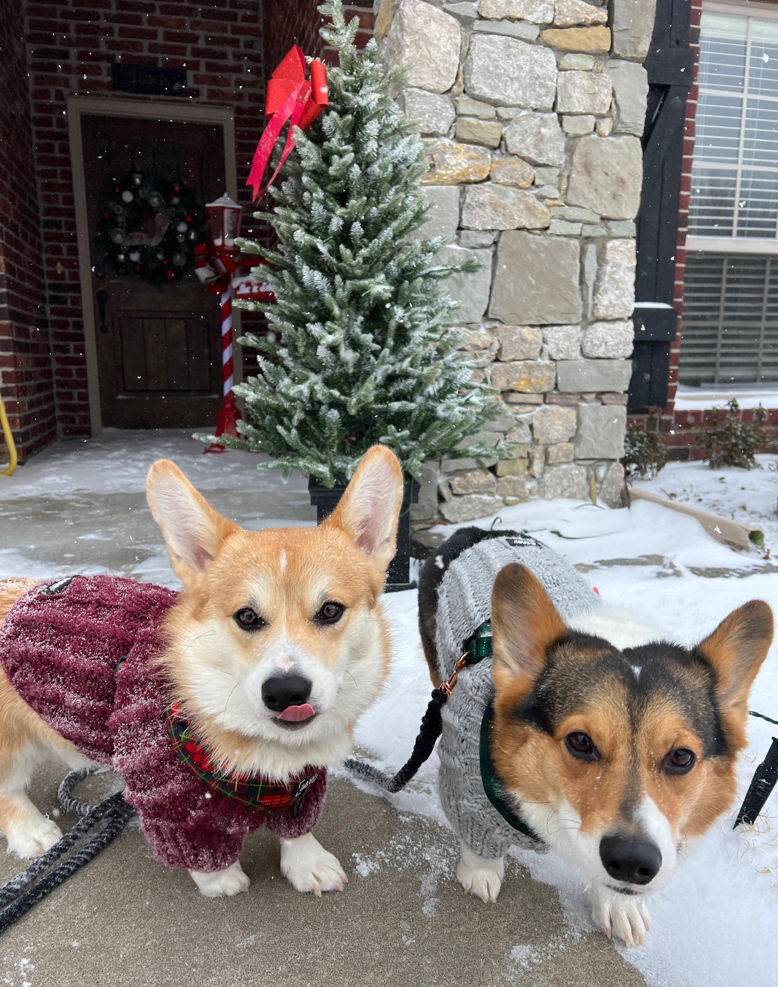 Snow dogs ❄️🐶
Both wear large in the sweater, medium in the harnesses. 

#LTKHoliday #LTKGiftGuide #LTKfindsunder50