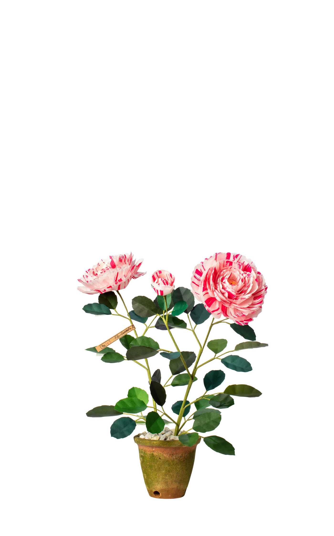Floribunda Rose Plant | Moda Operandi (Global)