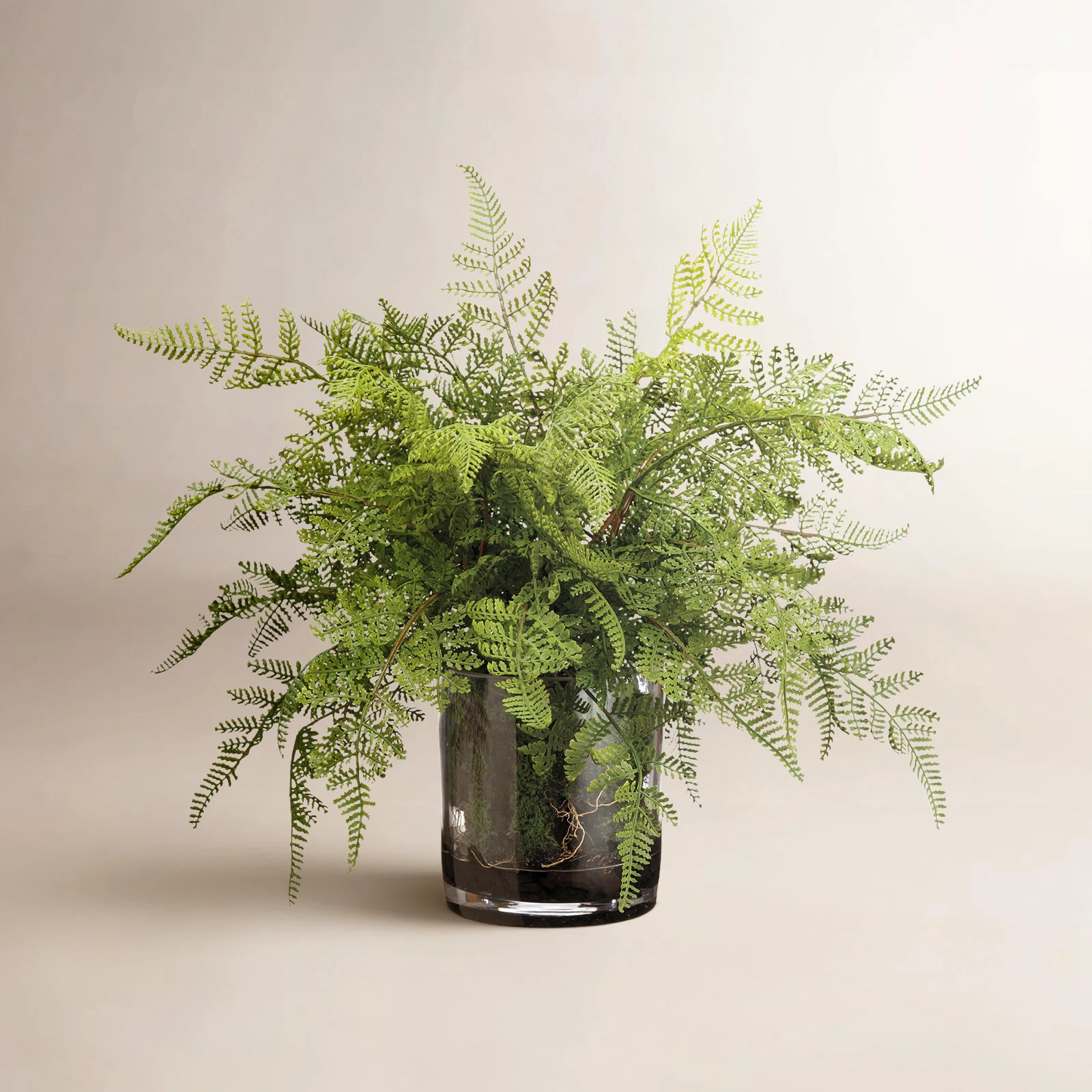 Kestrel Lace Fern and Soil Foliage Plant in Decorative Vase | Wayfair North America