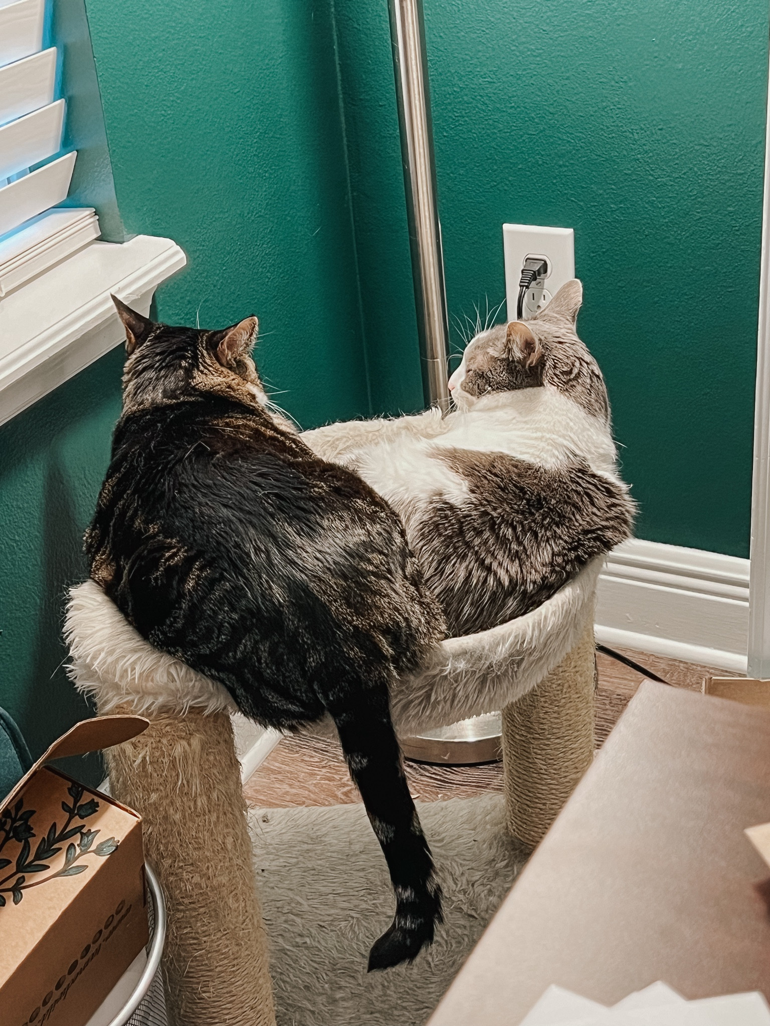 My cats favorite little hammock scratcher bed is on sale at Chewy! We have a few of these mini cat trees and they’re always a hit  

#LTKSaleAlert #LTKHome #LTKFamily