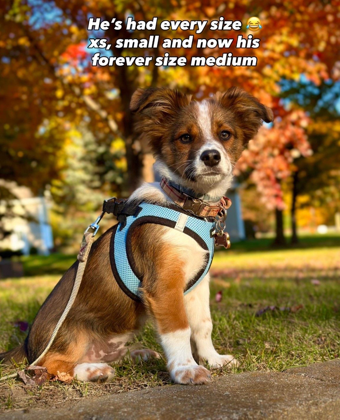 The best soft and easy to put on harness for dogs 



#LTKPets