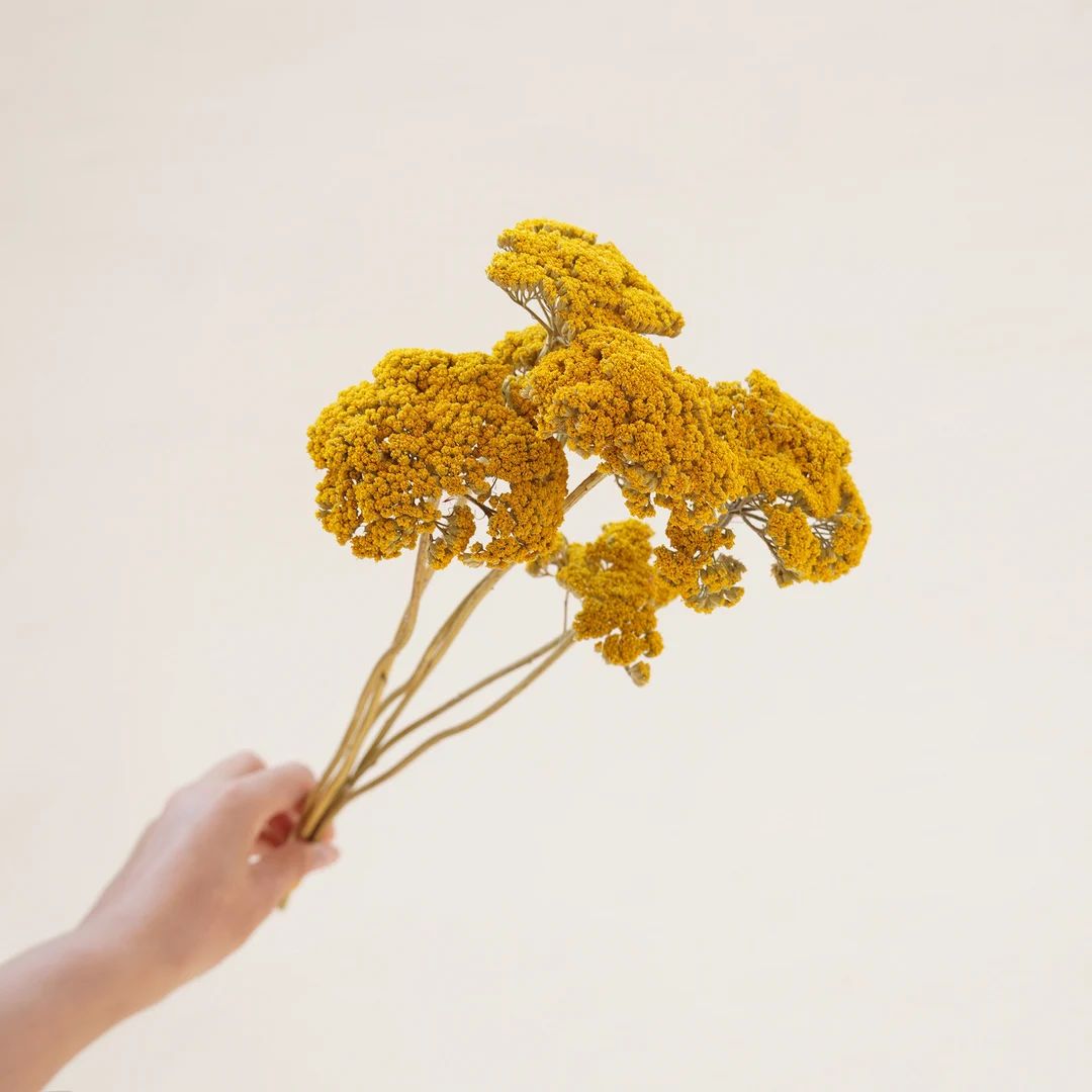 Dried Flowers Yarrow Bunch,diy Craft Supply,home Decor - Etsy | Etsy (US)