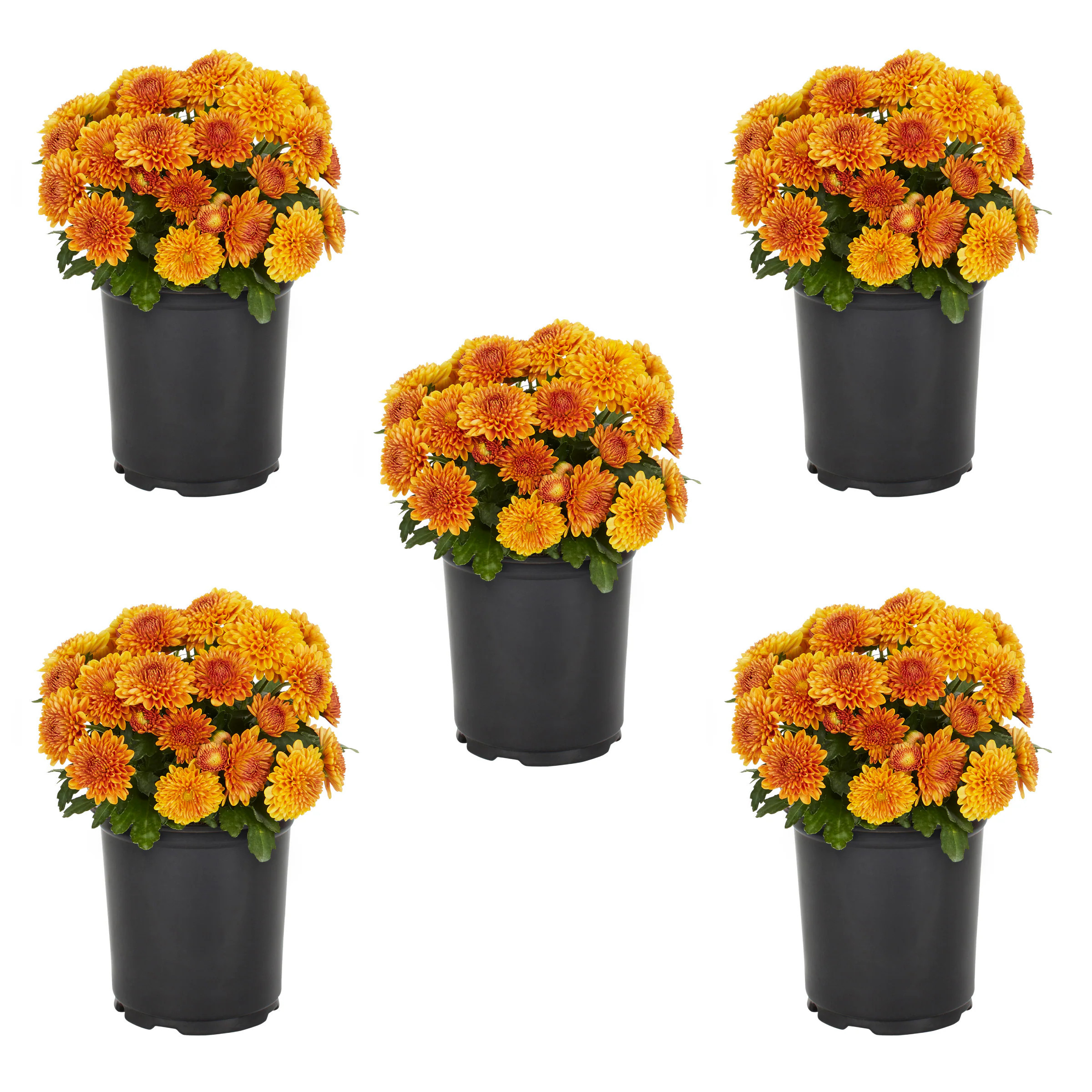Metrolina Greenhouses Orange Mum in 1.5 Pint Pot 5 -Pack | 4373 | Lowe's