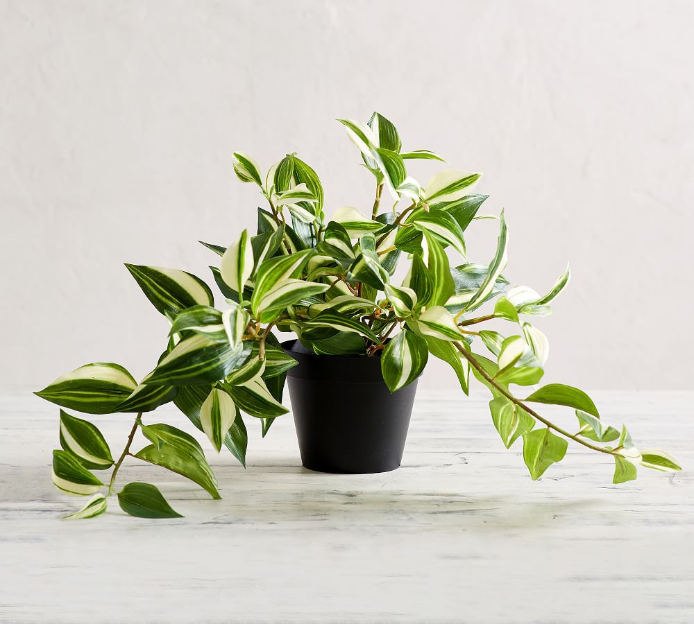 Faux Wandering Variegated Tradescantia Houseplant, Trailing | Pottery Barn (US)