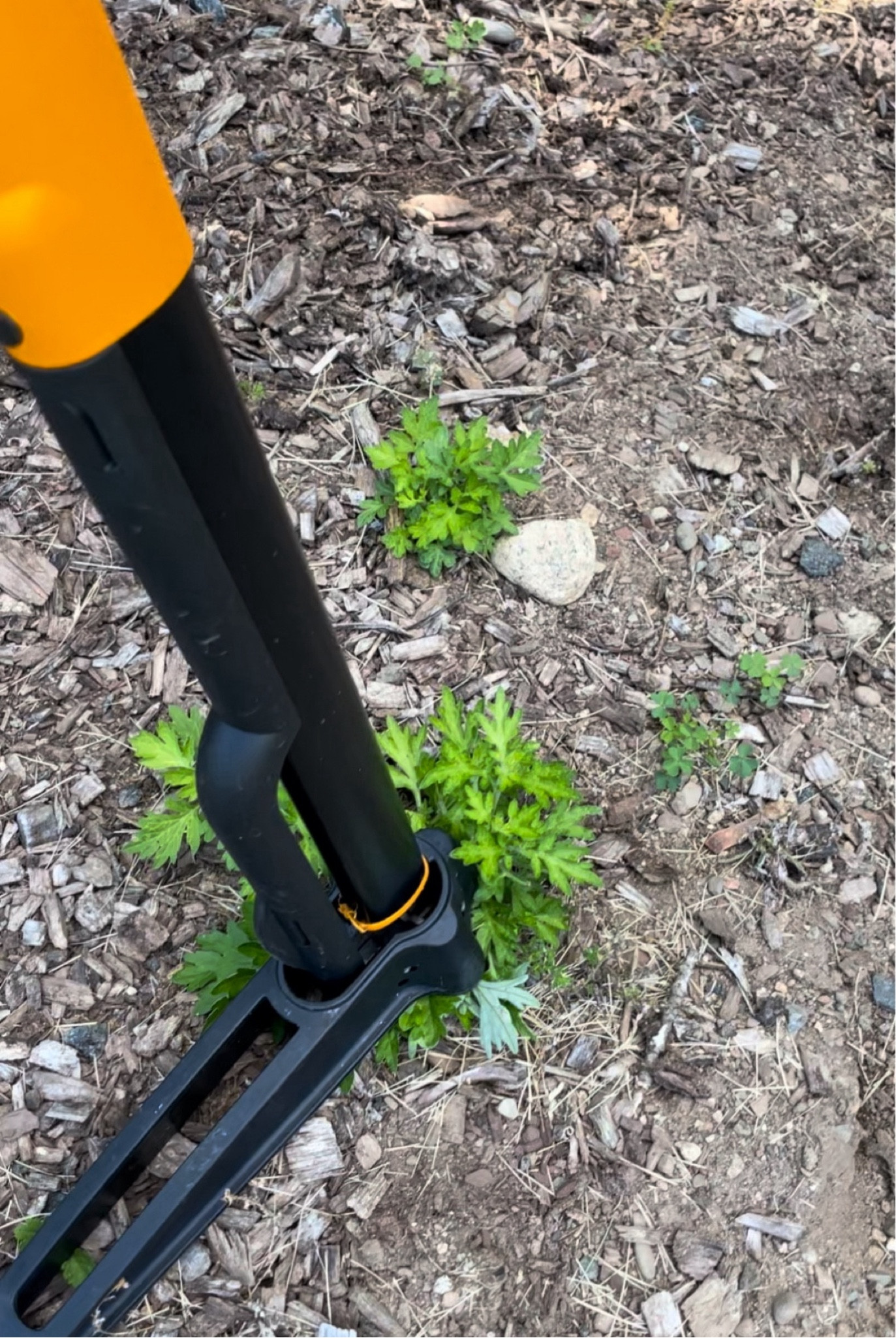 true life: we’re addicted to weeding. 

O B S S E S S E D with this weeder! makes it SO easy to pull up stubborn weeds without getting on your hands + knees! and the eject function is key! **pull your weeds not your back**

housewarming// garden tools// gift ideas // home // gadgets

Follow my shop @MyFriend'sFriend on the @shop.LTK app to shop this post and get my exclusive app-only content!

#liketkit
@shop.ltk
https://liketk.it/4IBwj

#LTKFindsUnder50 #LTKSaleAlert #LTKHome