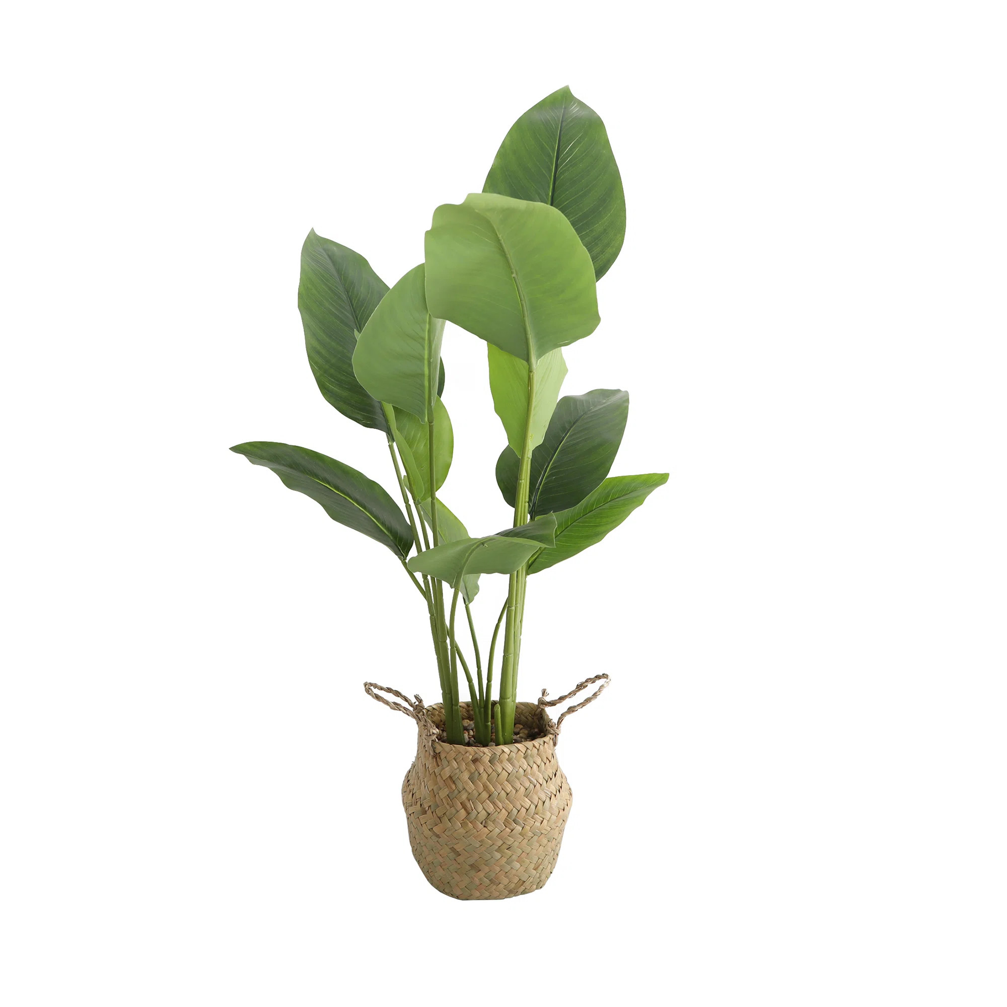Birch Lane™ Artificial Banana Leaf in Basket & Reviews | Wayfair | Wayfair North America