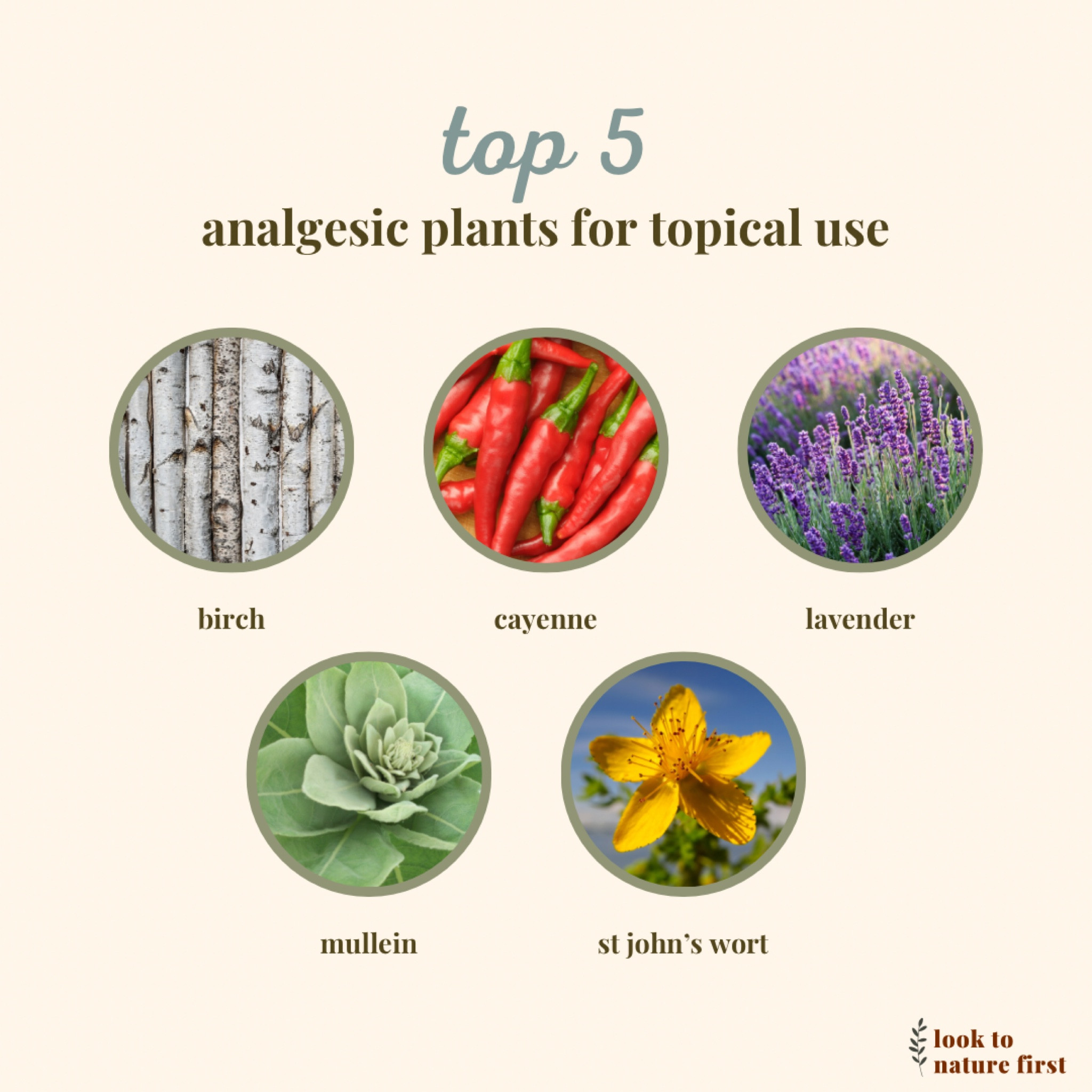 my top 5 pain relieving plants to use topicallyy

#LTKHome #LTKFindsUnder50 #LTKOver40