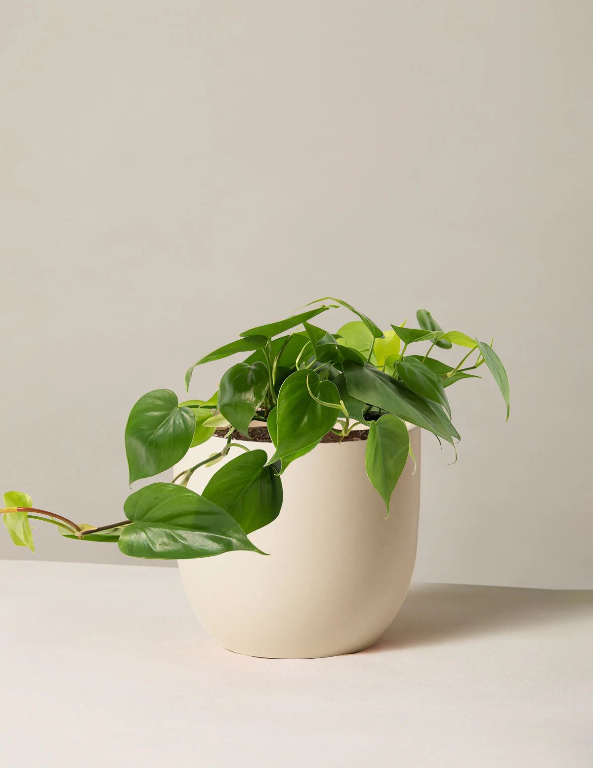 Philodendron Green
    $92$78
         Save 15% Bundle & Save Planter Bundle | The Sill