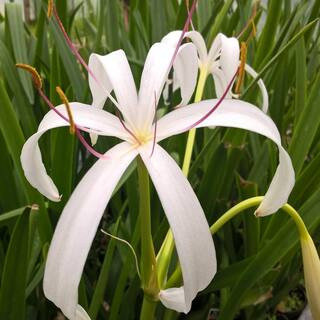 Givhandys 4 in. Potted Bog Lily Bog/Marginal Aquatic Pond Plant | The Home Depot