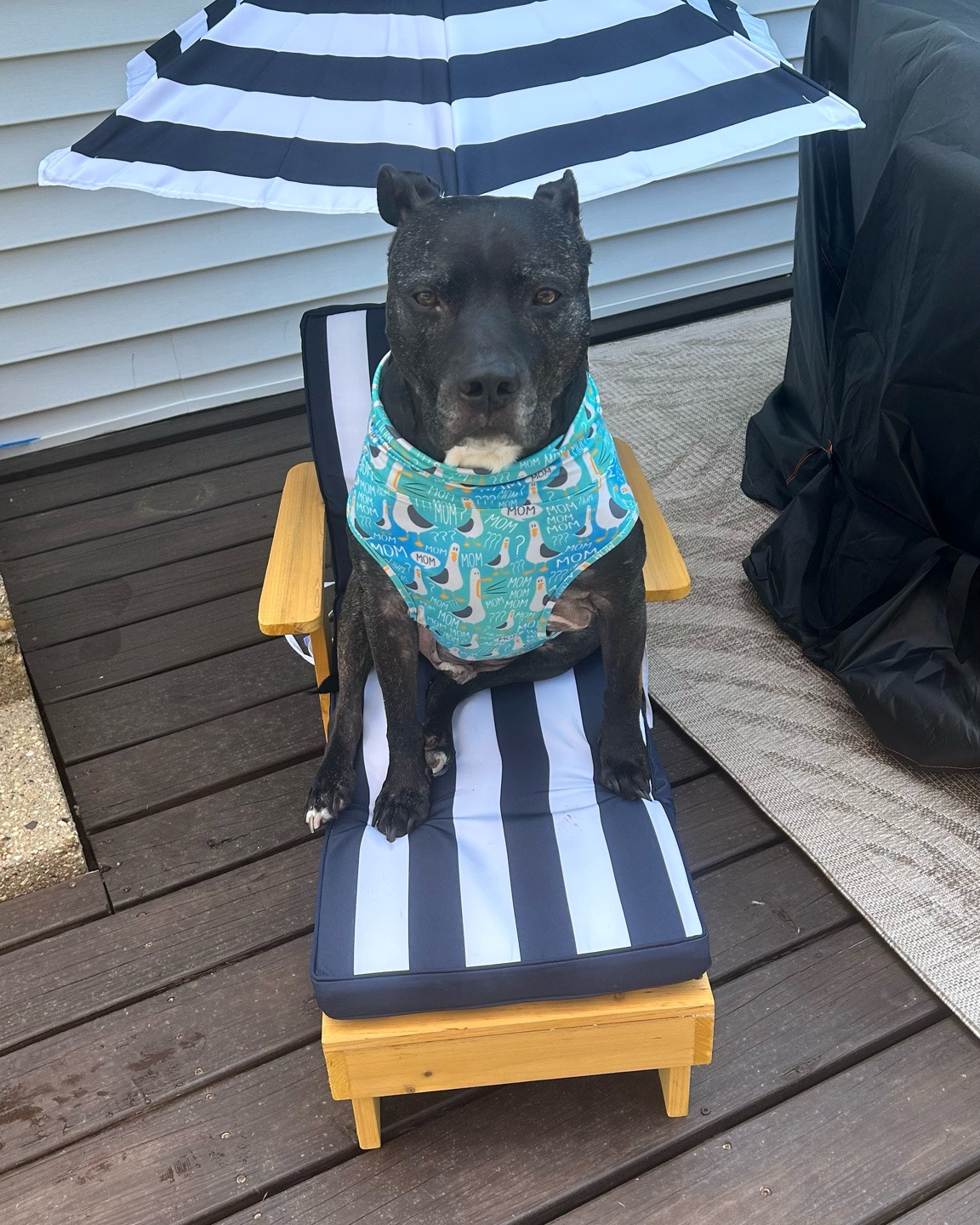 Mom bought this chair specifically for me, and honestly? Best purchase of the summer. ☀️🐾

It’s technically made for kids, but it’s the perfect size for a medium/large dog who loves lounging outside. The cushion is comfortable, the built-in umbrella gives me my own shade, and the wooden frame feels surprisingly sturdy and well made.

I’ve officially claimed it as my backyard throne. 👑

#LTKmomlife #LTKselfcare #LTKSeasonal