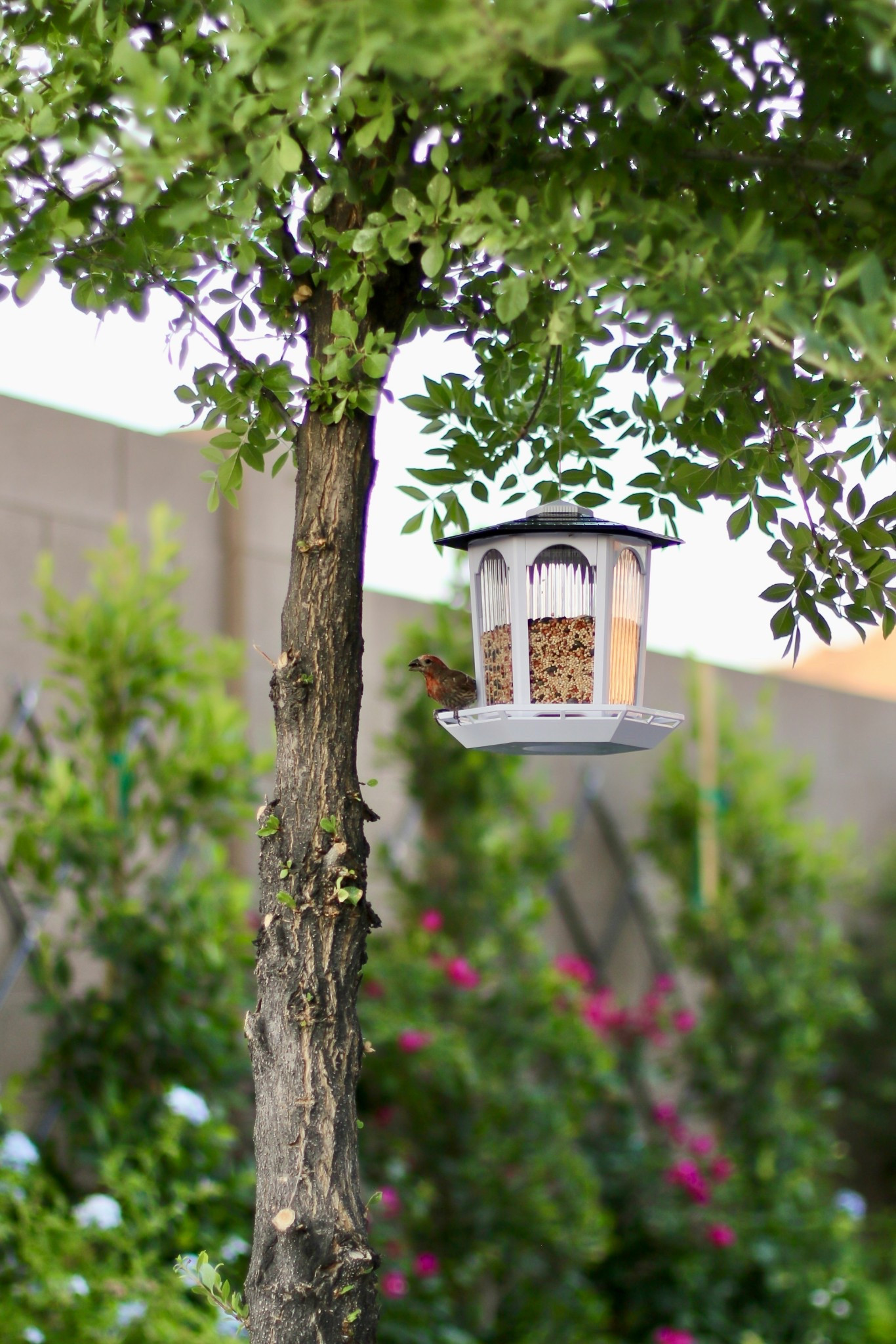 Affordable, adorable and aesthetic birdhouse! Plus it’s solar powered! 

#LTKHome #LTKSeasonal