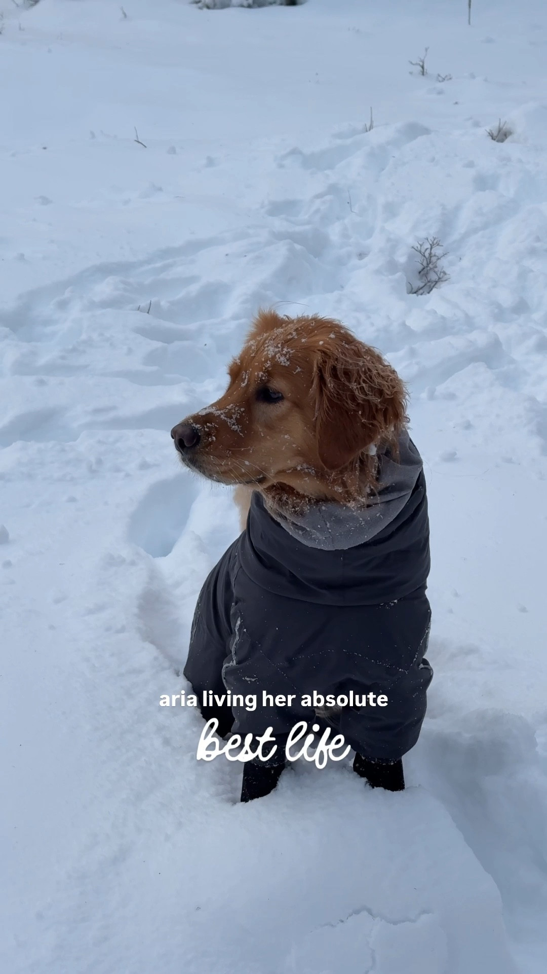Snow boots & overalls make the perfect combo to keep snowballs off Aria! 🤩❄️🐶