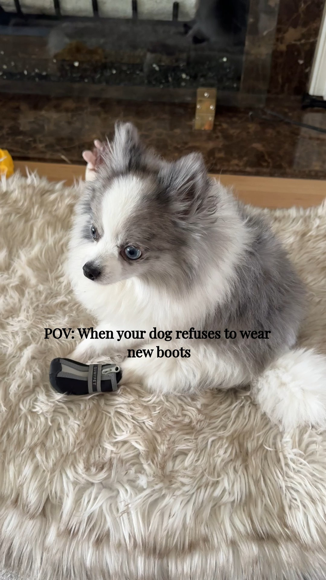 Links Dog booties that actually work

#ltkpets 

#LTKFindsUnder50 #LTKFindsUnder100 #LTKHome