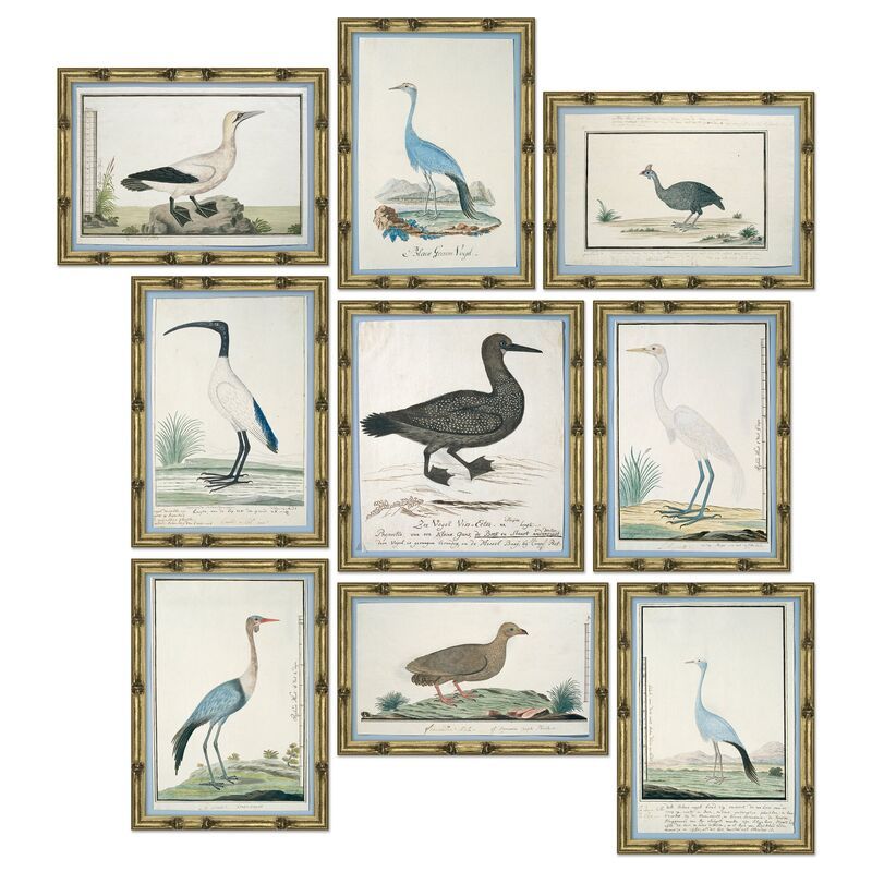 S/9, Bird Studies | One Kings Lane