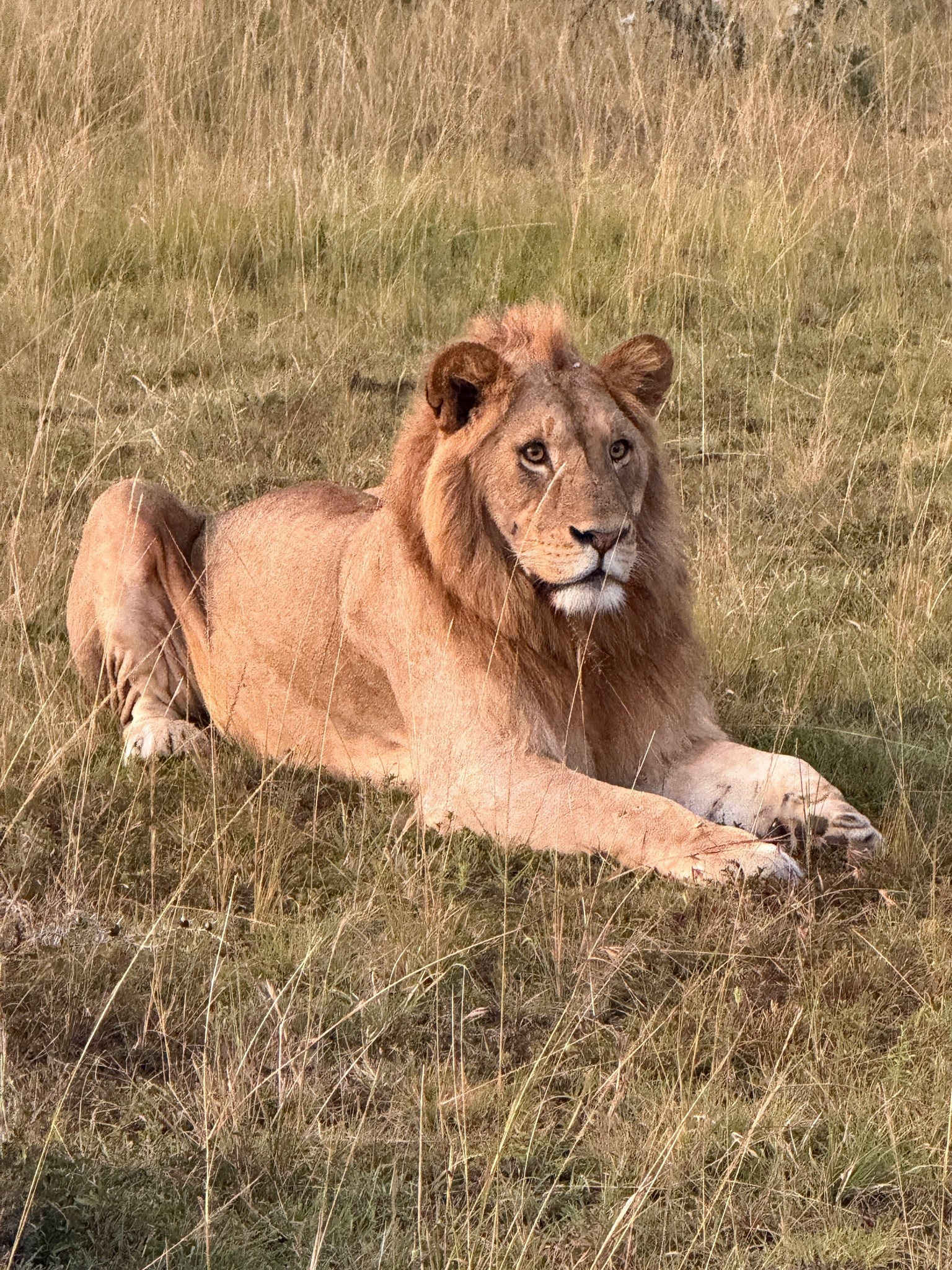 Headed on an African Safari? Here is what you need!

#LTKTravel #LTKdayinmylife #LTKSaleAlert