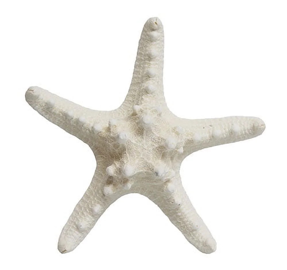 White Starfish Shell Beach Decor, 1 Piece Per Purchase, Styles Vary | Walmart (US)