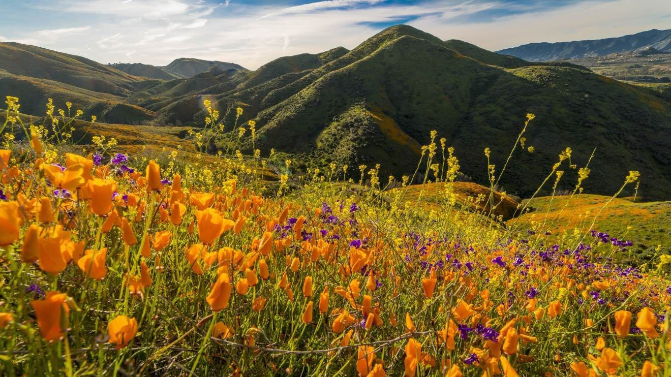 Spring Coupon| Expedia.com | Expedia (US)