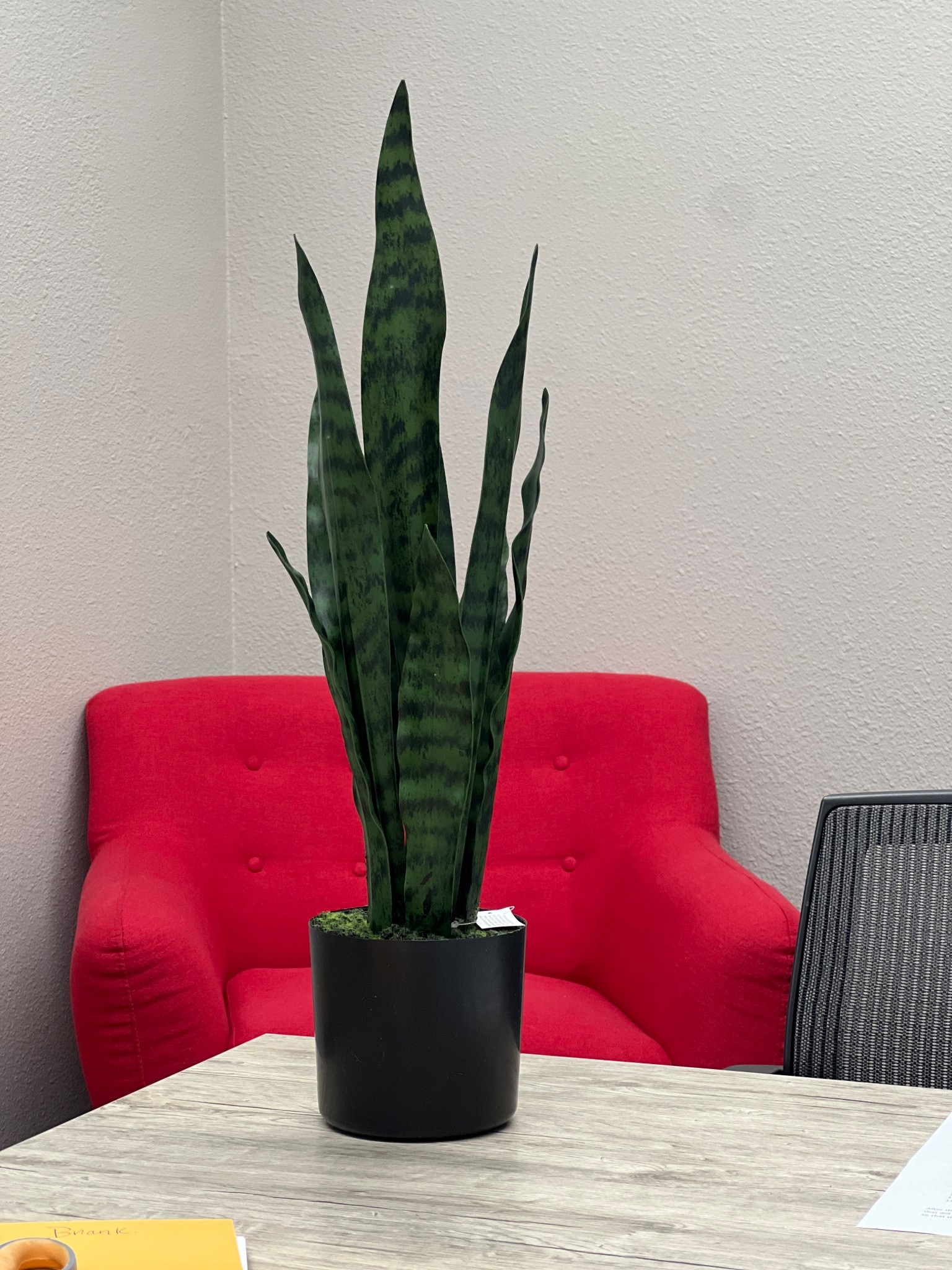 Faux snake plant 22” 

#LTKHome