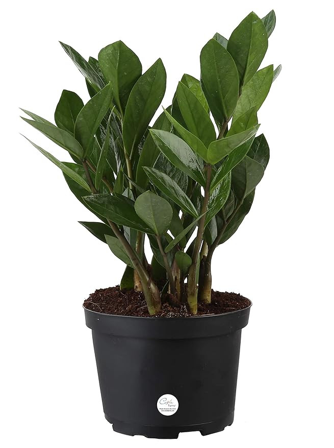Costa Farms ZZ Zamioculcas Zamiifolia Live Indoor Plant, 12-Inch, Fresh From Our Farm, Excellent ... | Amazon (US)
