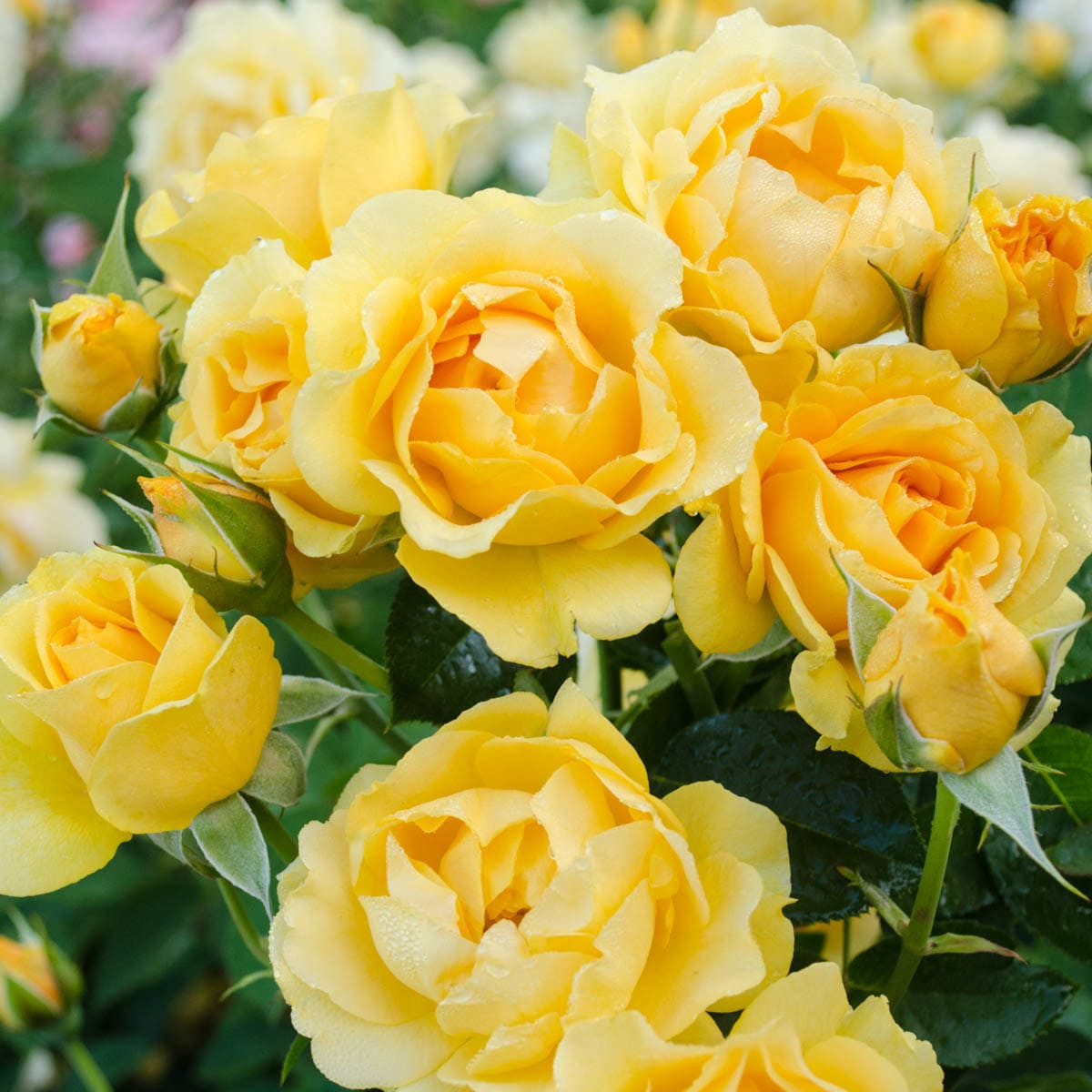 Spring Hill Nurseries Yellow Flowering Julia Child Tree Rose 1 -Pack 1 -Pack in Bare root one_size | 74250 | Lowe's