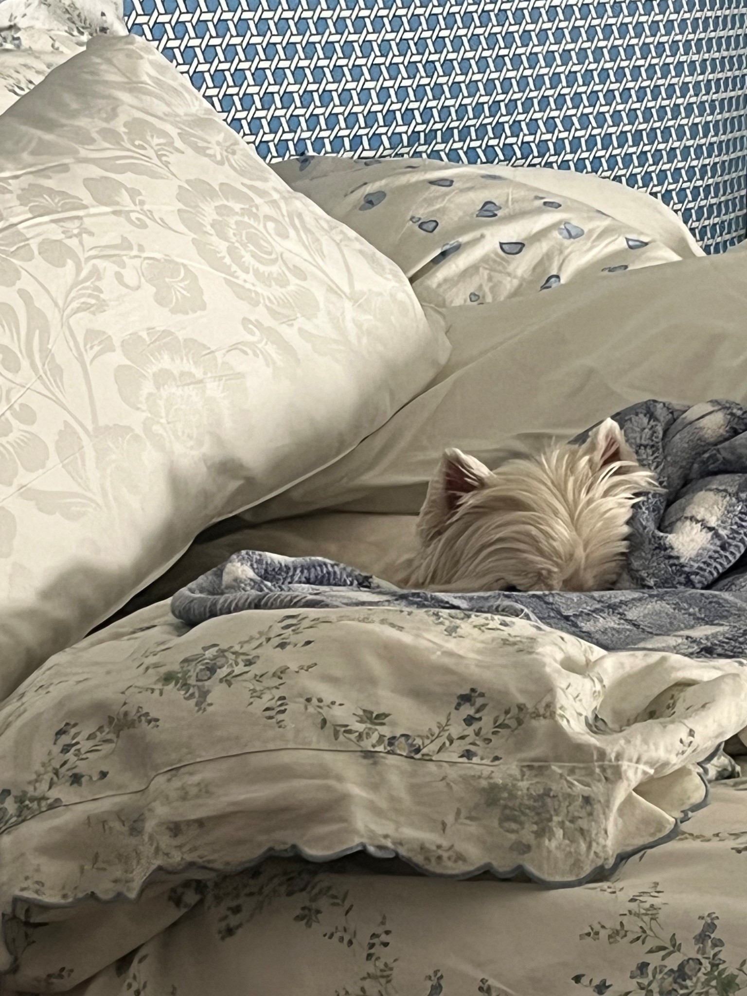 Wellie knows a good pillow! Added these Lauren​ By﻿ Ralph Lauren Luxury Cotton Pillow Two-Pack - Ideal For All Sleep Positions pillows to our bed and he curled right up and got cozy. These pillows are soft but still feel supportive - perfect for a good night’s sleep for all! Standard-Queen and King size available. 

#LTKmorningroutine #LTKdayinmylife #LTKHome