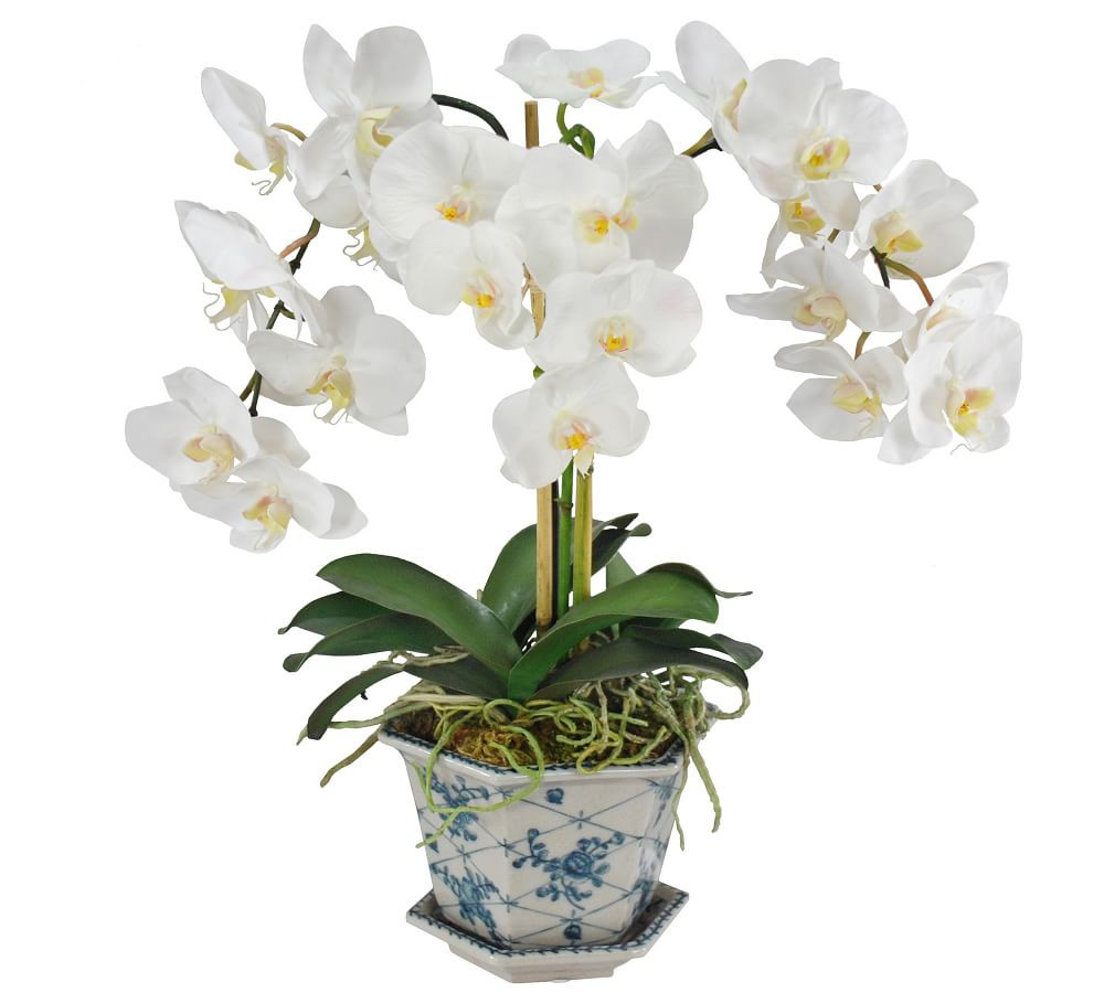 Faux Orchid in Cachepot - White/Green | Pottery Barn (US)