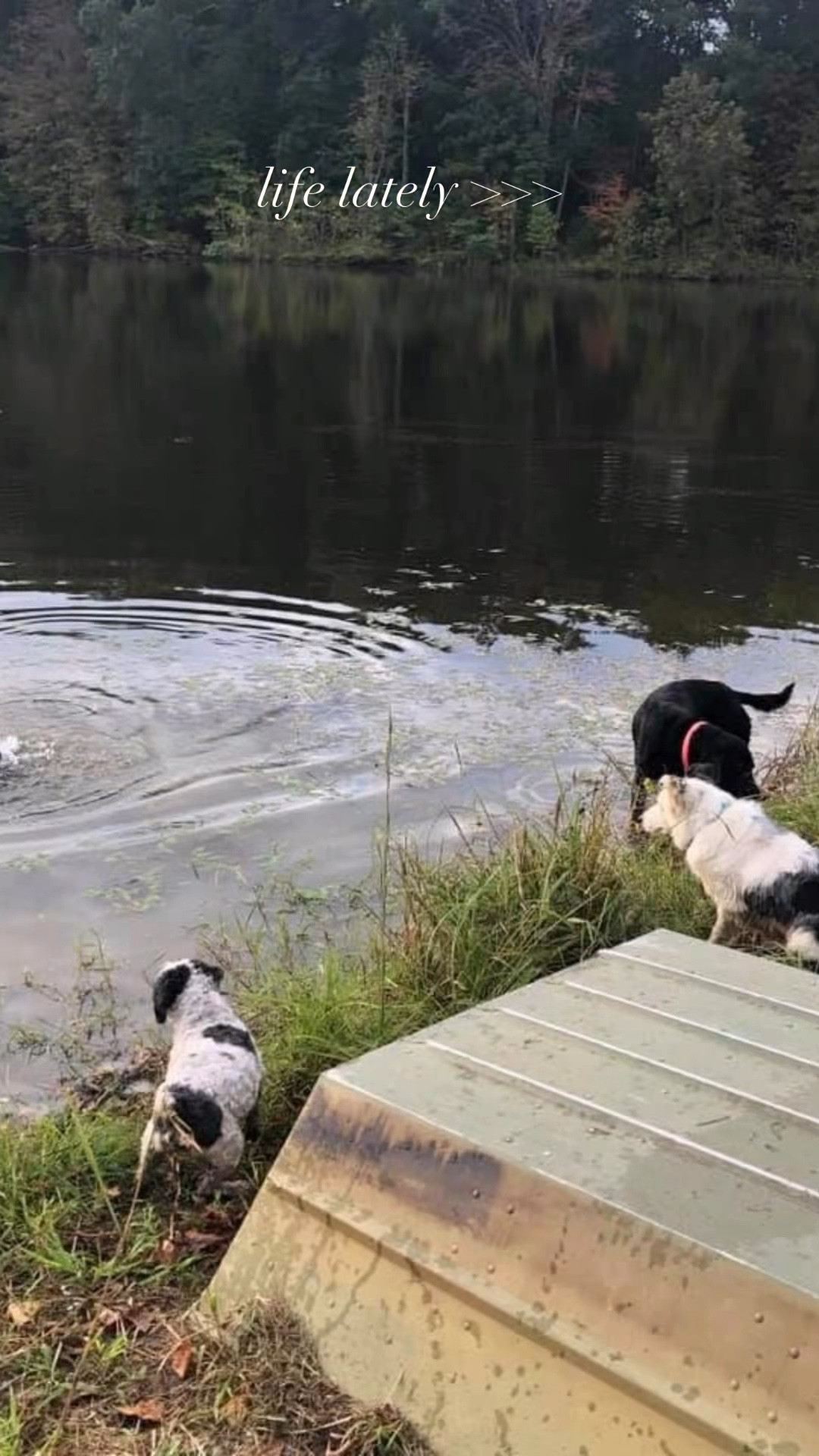 life lately > 
•
•
•
Linking work wear faves + farm faves! 

#LTKFamily #LTKWorkwear #LTKU