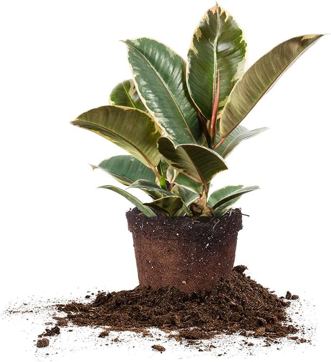 Perfect Plants Variegated Rubber Plant | Ficus Elastica 'Tineke' | Live Indoor Houseplant | Uniqu... | Amazon (US)