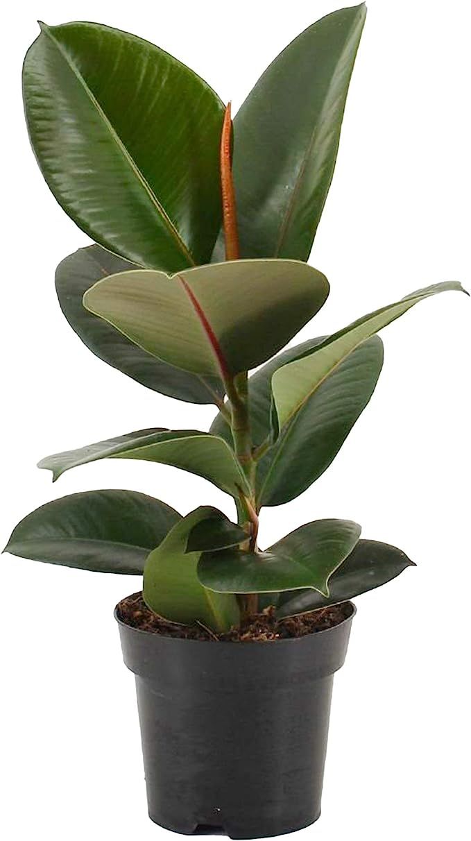 Ficus Robusta Indoor Rubber Plant for Home or Office (30-40cm with Pot) | Amazon (UK)