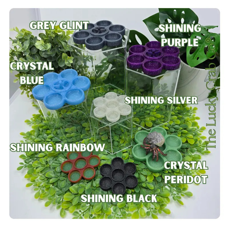 3D Printed Hermit Crab Feeding Dish: Original Divided Flower Design - Etsy | Etsy (US)