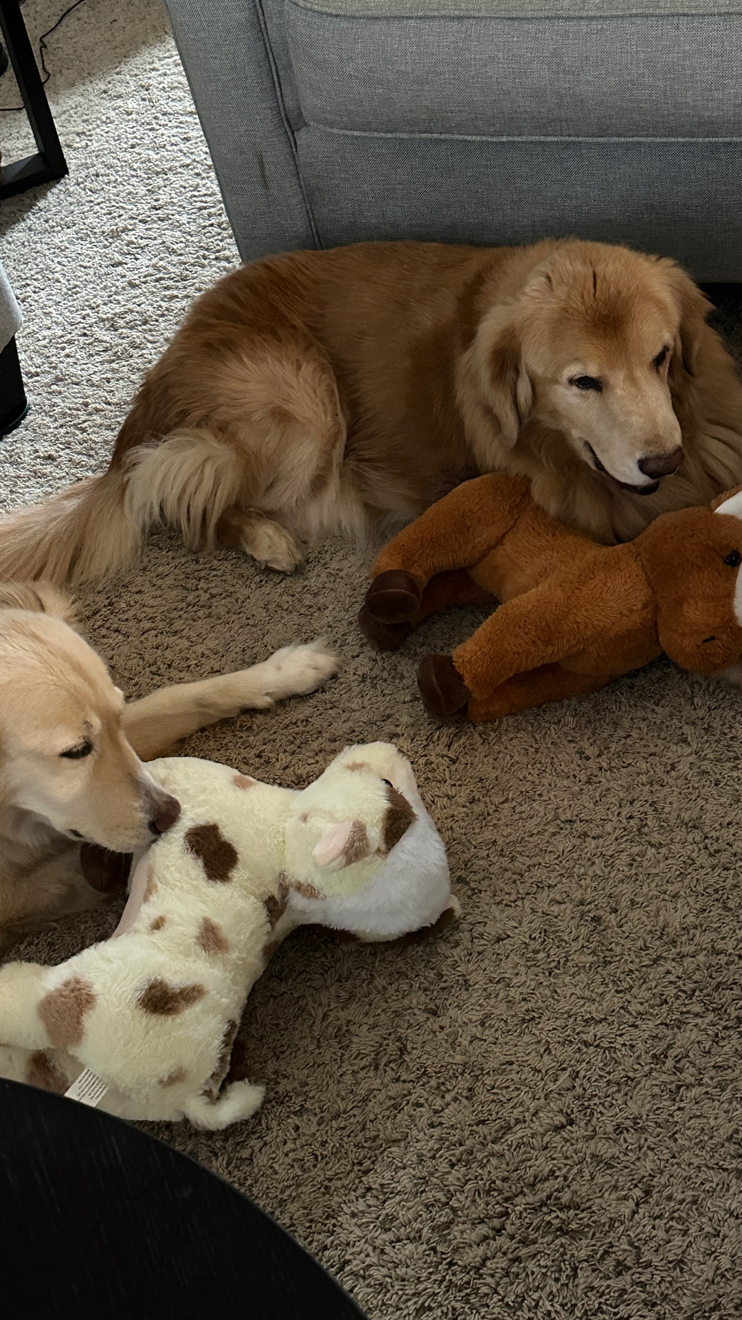 Stopped at Tractor Supply for bird seed and came home with these two cuties for Charlie.  And apparently Nora loves livestock, too.  
I’ve linked some of the other cuties available at Tractor Supply.  These are not designed for pets but many of Charlie’s favorite babies aren’t.  How stinking cute are these?!  A lot are marked down after the holidays.  
#dogmom 

#LTKKids #LTKSaleAlert