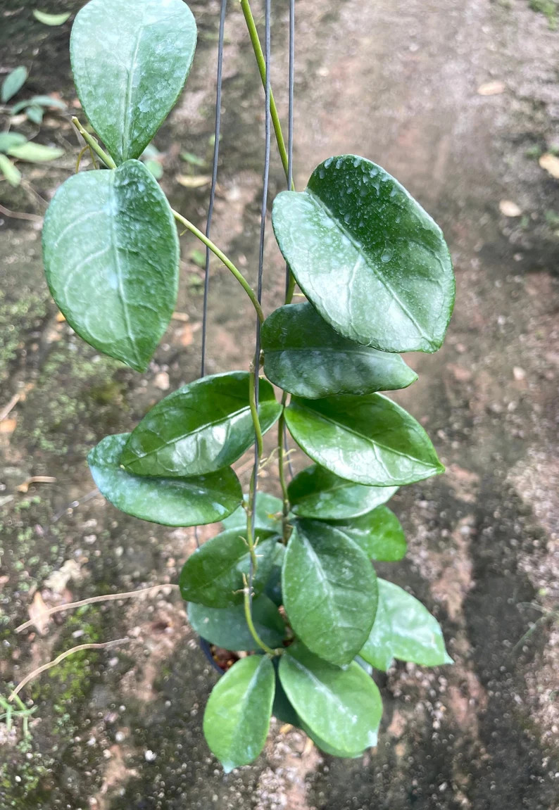 Hoya Timor ///free Phyto cer//// - Etsy | Etsy (US)