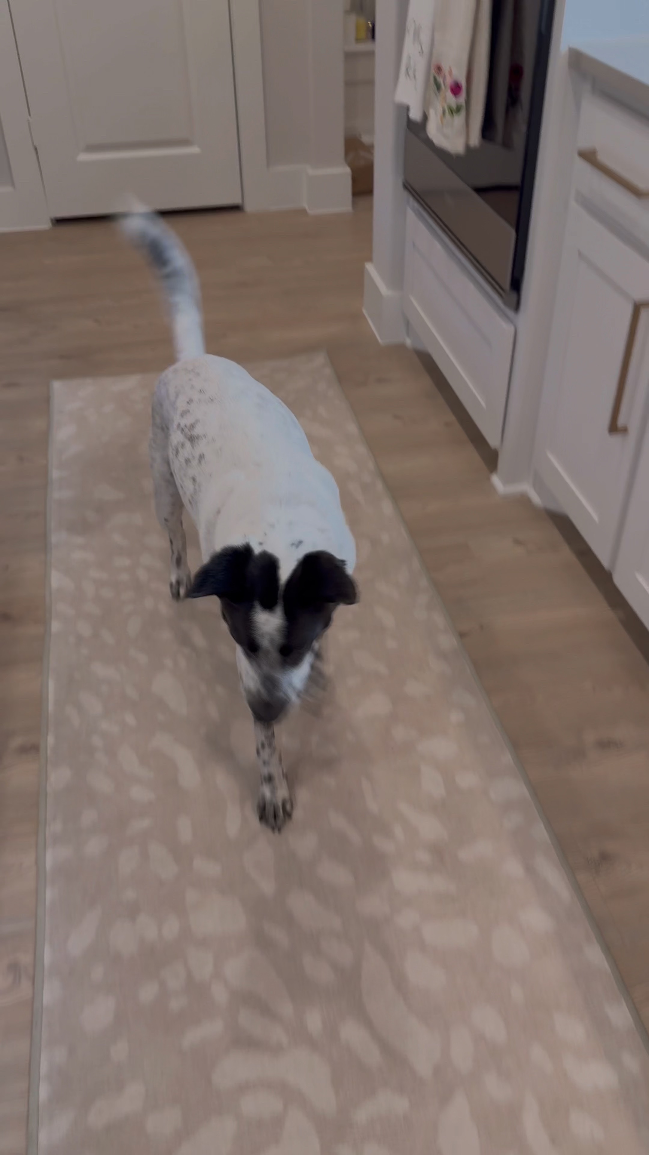 What I eat in a day by Leo 🐶😉

After my sweet baby was diagnosed with IVDD and at risk of a major back surgery, I decided to take his recovery into my own hands by giving him the best nutrition + supplements to support his fragile bones & muscles. He’s been healing nicely and has never been MORE excited to eat his food every day.

Routine:
1/2 pack of Farmers Dog + 1 Dropper Green Compass CBD 500MG Hickory Smoked Flavored + 1 Hip & Joint Bite + 1 PetLab Probiotic. 2x per day. 