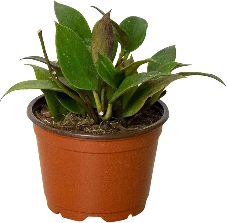 Visit the Store, Thirsty Leaves    Thirsty Leaves   Visit the Store                              ... | Amazon (US)